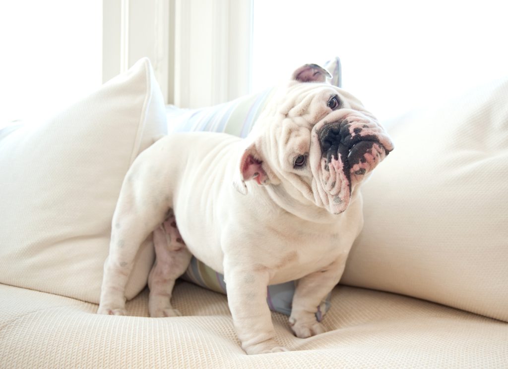 Portrait of an English bulldog on a white sofa looking puzzled at the camera.