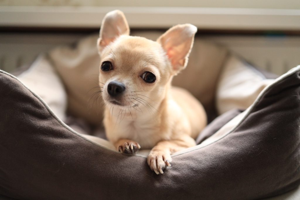 Chihuahua on a bed